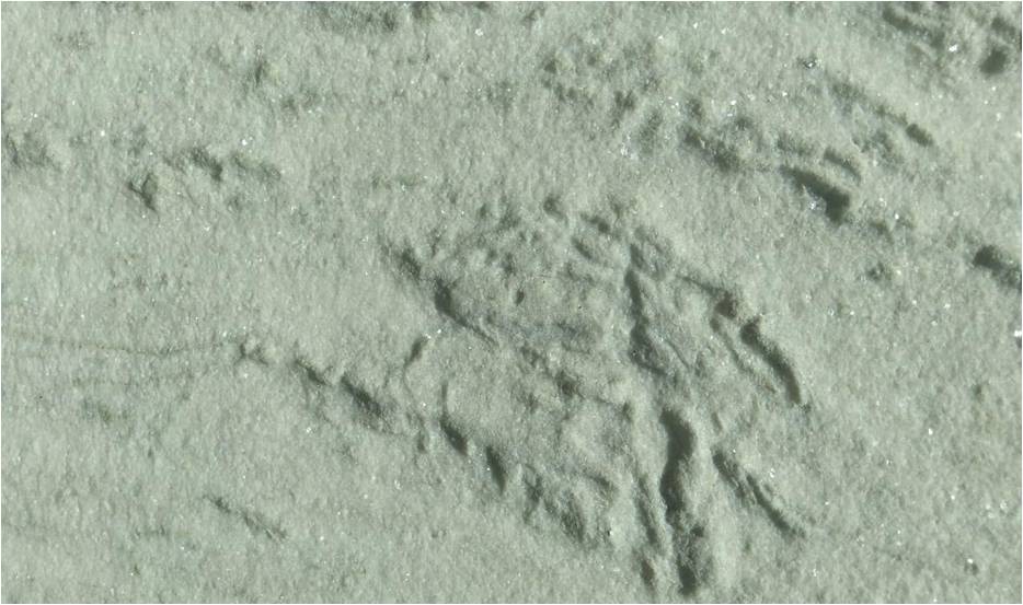 FANTASY BROWN 5D+HYDRO